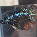 betta459