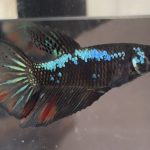 betta459