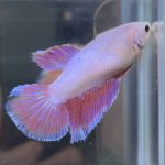 betta457