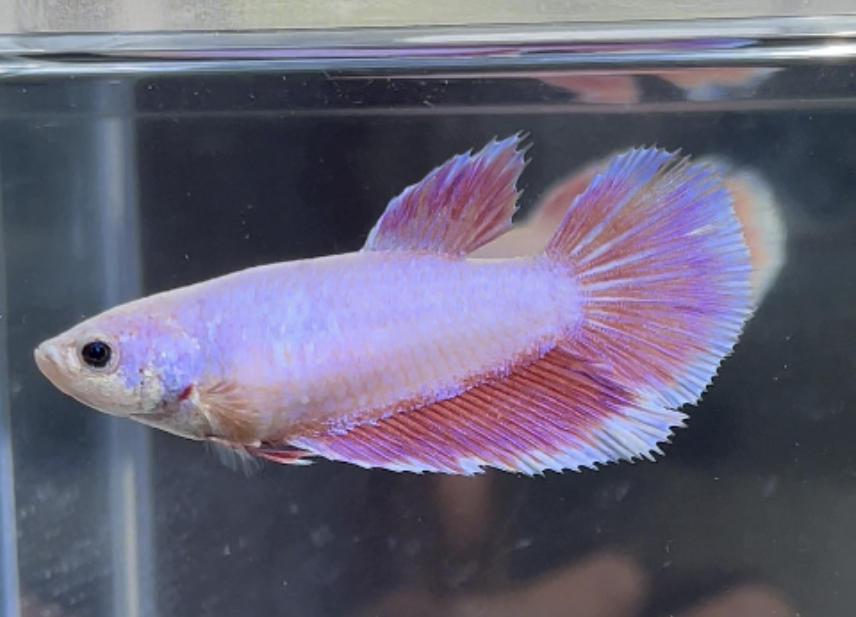 betta457