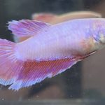 betta457