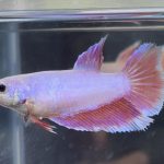 betta457