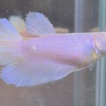 betta456