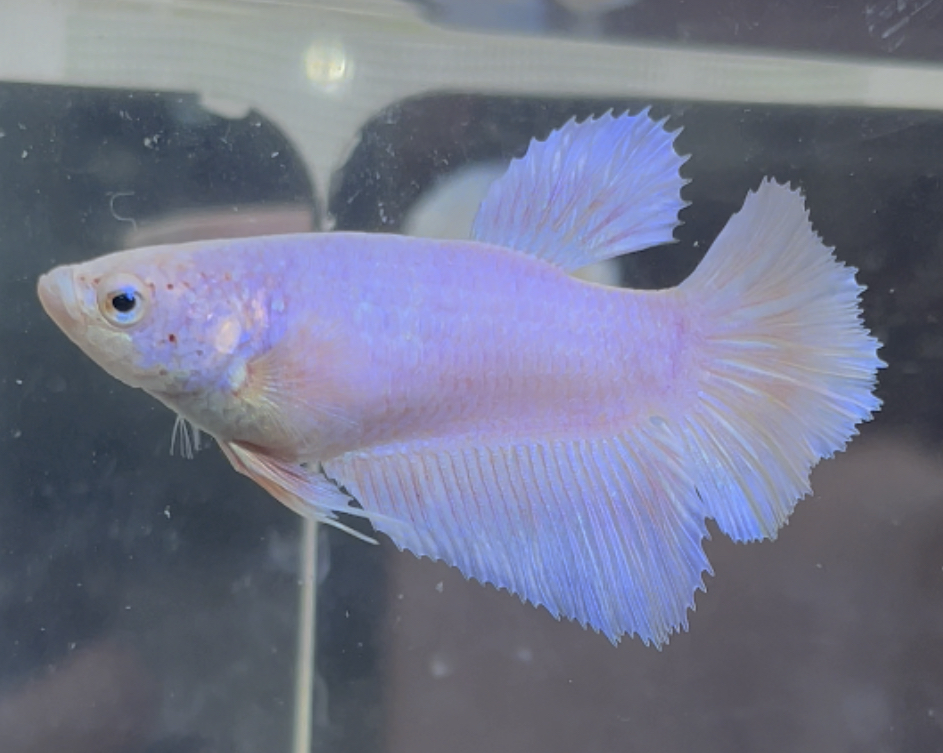 betta456