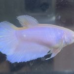 betta456