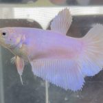 betta456