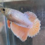 betta455