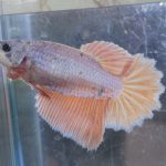 betta455
