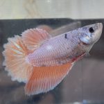 betta455