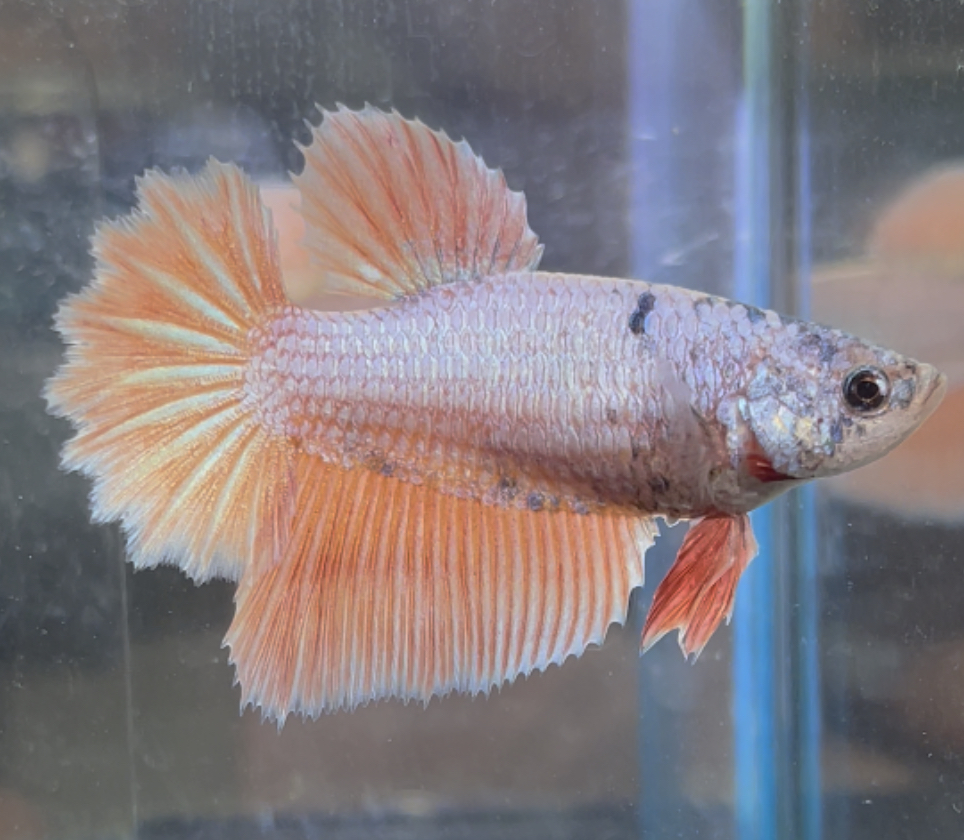 betta455