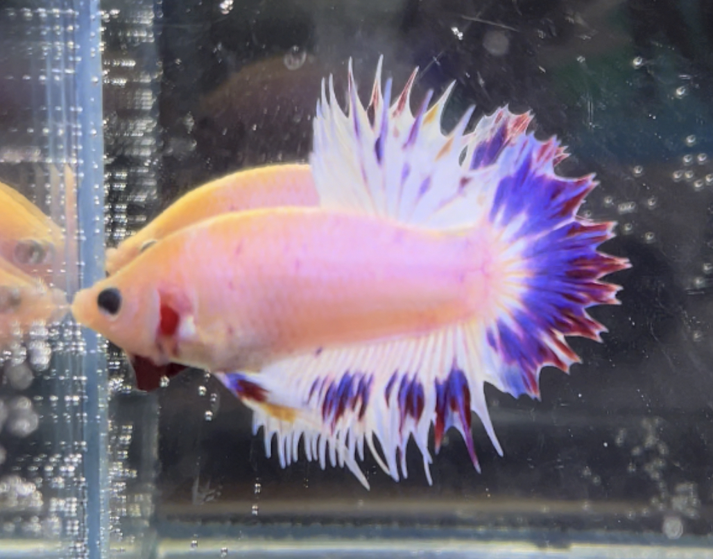 betta469