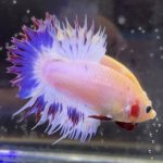betta469