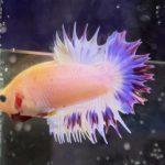 betta469