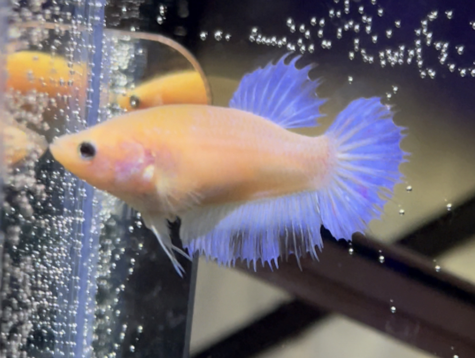 betta460