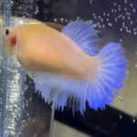 betta460