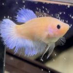 betta460