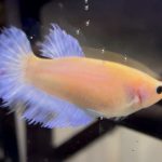 betta460