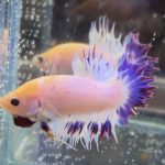 betta469