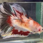 betta468