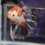 betta468