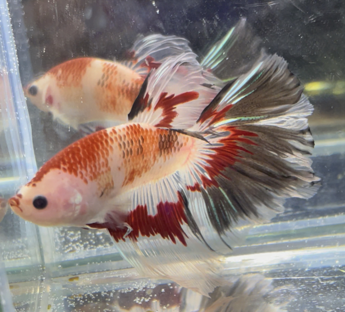 betta468