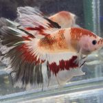 betta468