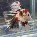 betta468
