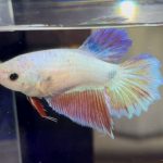 betta453