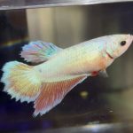 betta453