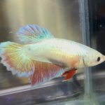 betta453