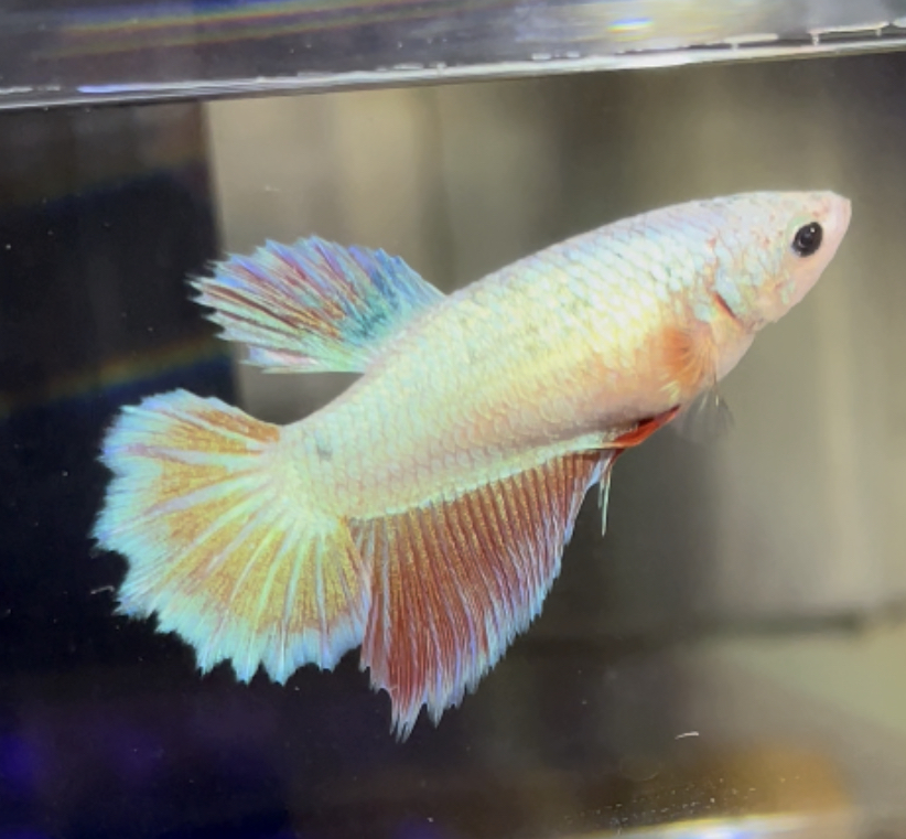 betta453