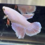 betta452