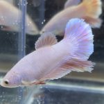 betta452
