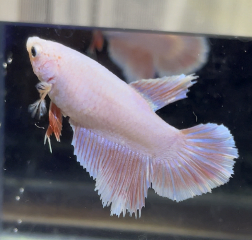 betta452