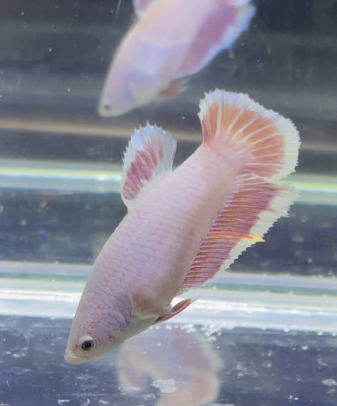 betta451