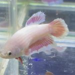 betta451