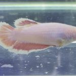 betta451