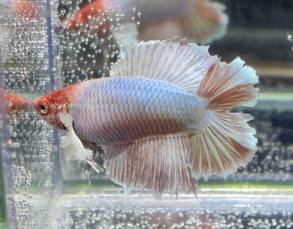 betta454