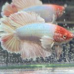betta454