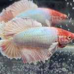 betta454
