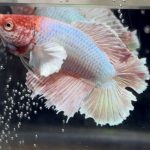 betta454
