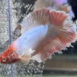 betta454