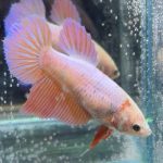 betta450