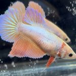betta450