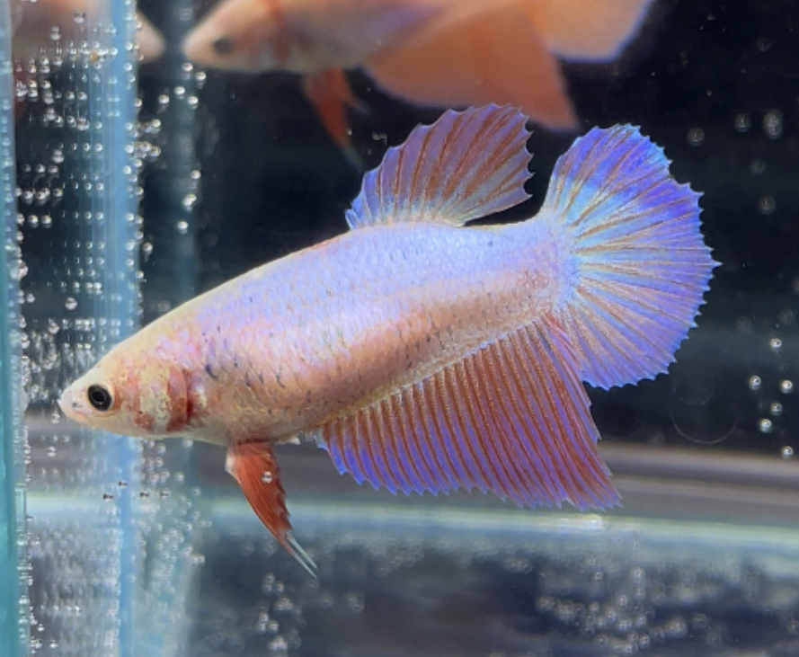 betta450