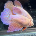 betta450