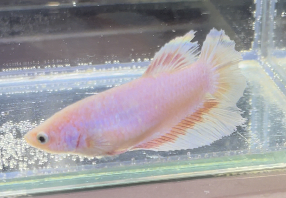 betta449