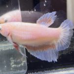 betta449
