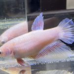 betta449