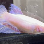 betta449